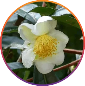 ResveraBurn™ Camellia Sinensis (Green Tea Extract)