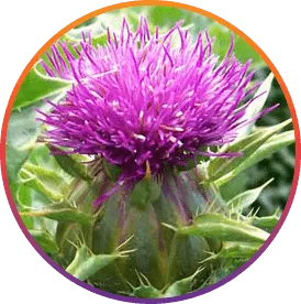 ResveraBurn™ Silymarin (Milk Thistle Extract) ingredient