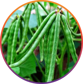 ResveraBurn™ Choline ingredient